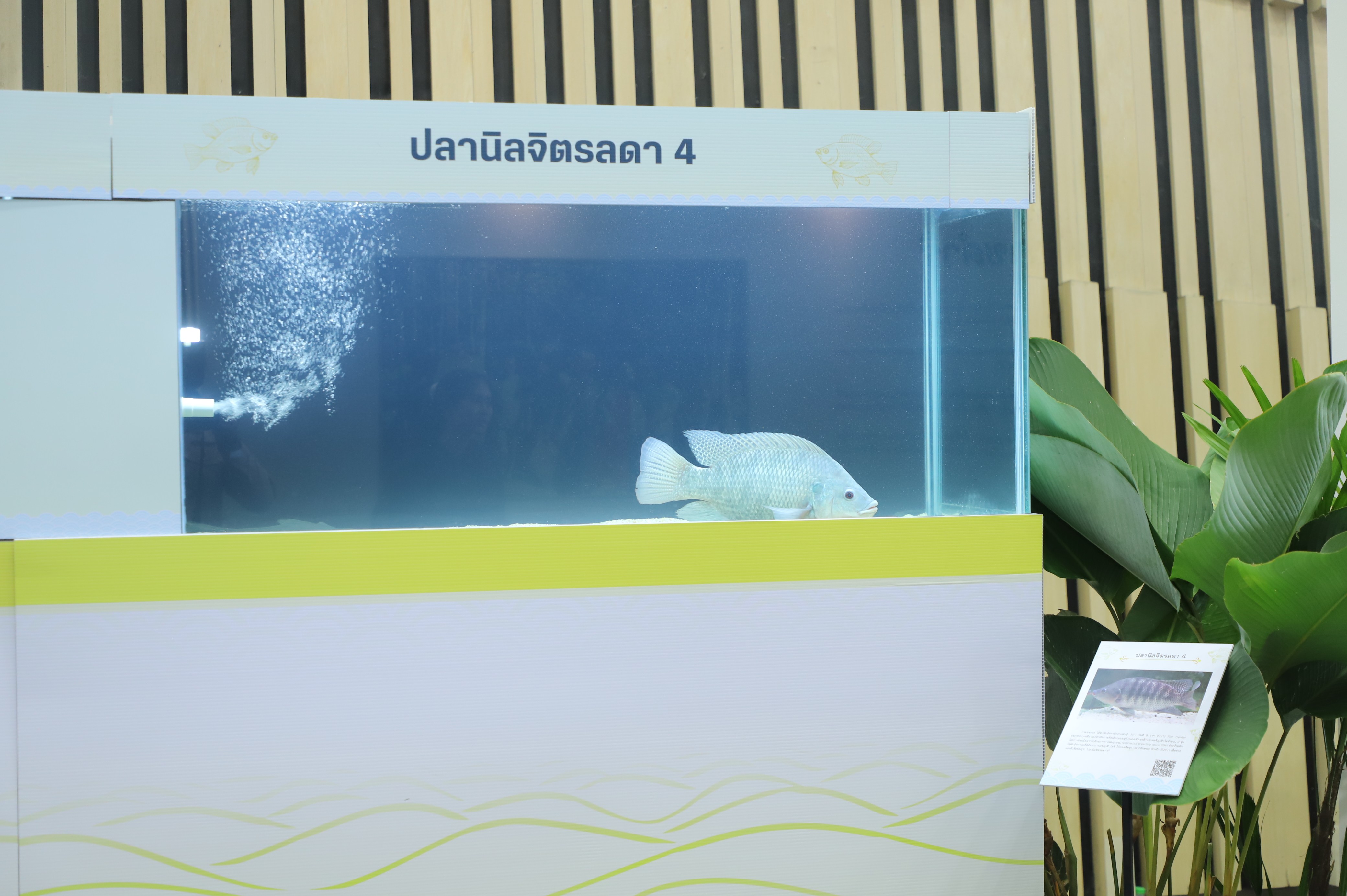 title - เลขาฯ ส.ป.ก. เฝ้ารับเสด็จ สมเด็จพระกนิษฐาธิราชเจ้า กรมสมเด็จพระเทพรัตนราชสุดาฯ สยามบรมราชกุมารี ทรงเป็นองค์ประธานเปิดงาน 60 ปี ปลานิลพระราชทาน เพื่อปวงชนชาวไทย